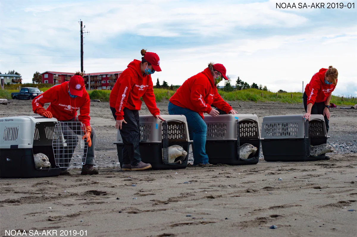 Volunteers opening animal carriers on shore